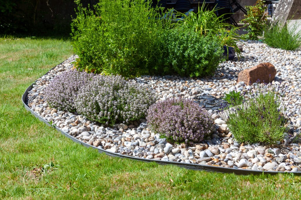 Jardin paysager : parterre de gravier, thym et lavande en fleurs mauves, bordure de pelouse verte et arbustes variés.