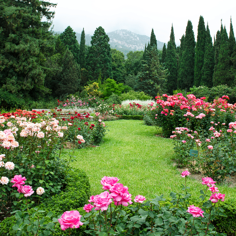 Jardin de roses colorées avec parterres roses, rouges et crème bordant une pelouse verte sinueuse. Grands arbres et montagnes en fond.